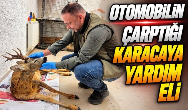 Mudurnu’da Yaralanan Karaca Koruma Altına Alındı