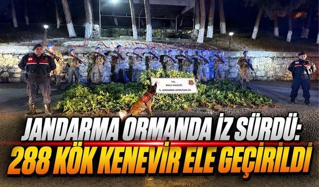 Bolu’da Ormana Uyuşturucu Tarlası Kurmuşlar