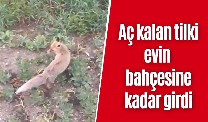 Aç kalan tilki evin bahçesine kadar girdi