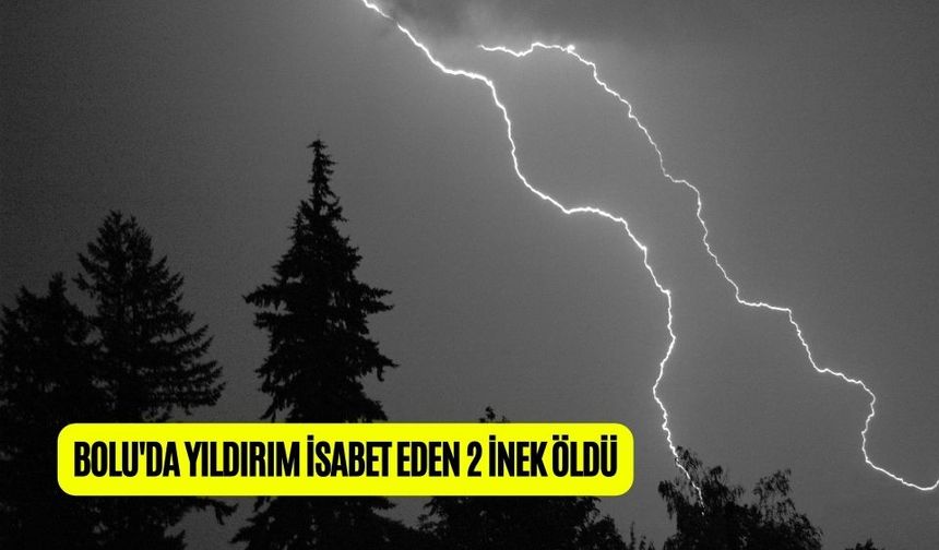 BOLU'DA YILDIRIM İSABET EDEN 2 İNEK ÖLDÜ