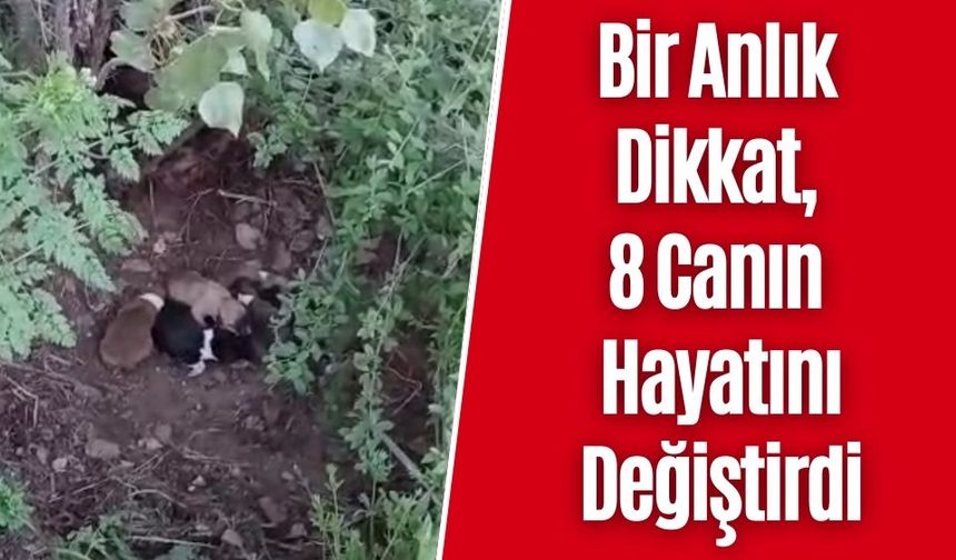 Bir Anlık Dikkat, 8 Canın Hayatını Değiştirdi