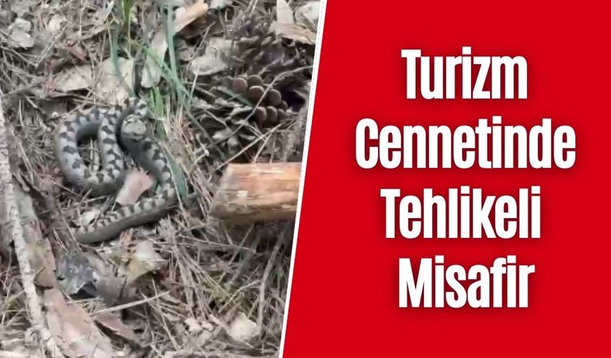 Bolu’da Nadir Görülen Zehirli Yılan Kamerada