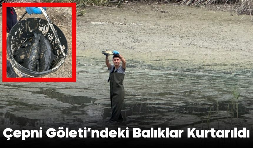 Çepni Göleti’ndeki Balıklar Kurtarıldı