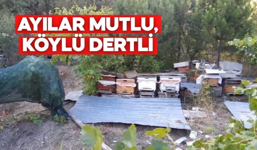 BOLU'DA AYILAR KÖYLÜNÜN KABUSU OLDU