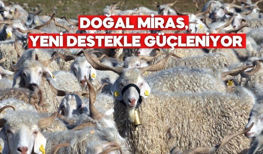 Bolu’da Tiftik Keçilerine Devlet Desteği Başladı