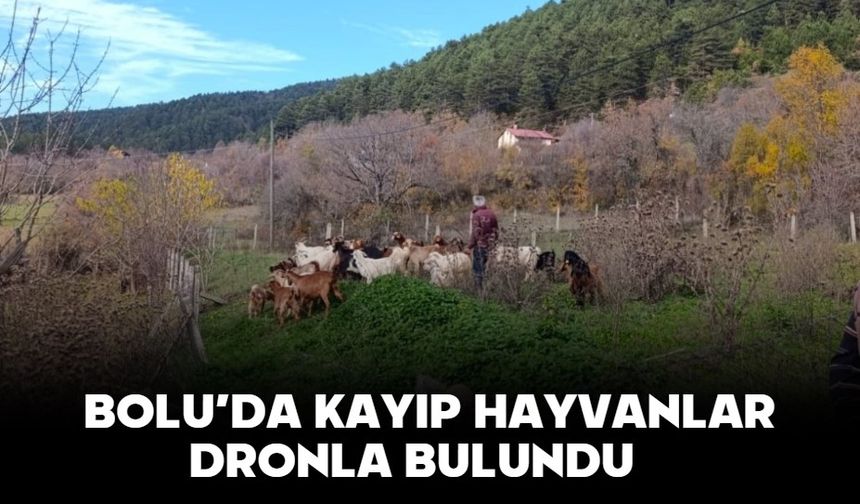 BOLU’DA KAYIP HAYVANLAR DRONLA BULUNDU