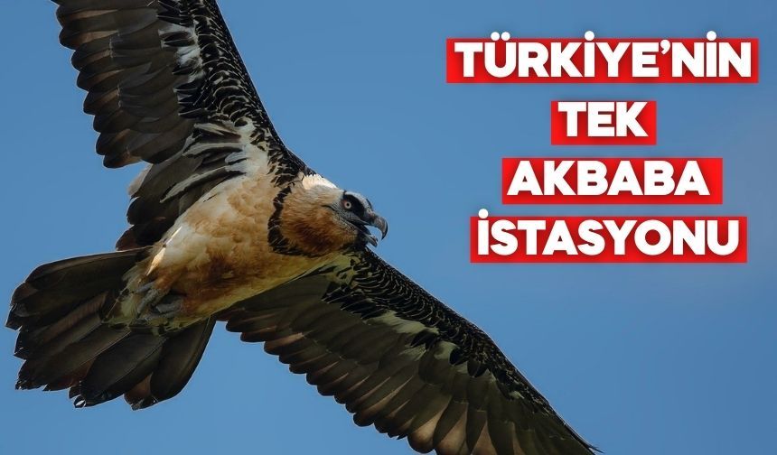 Nesli Tehlikede Akbaba Türleri Bolu’da Koruma Altında Besleniyor