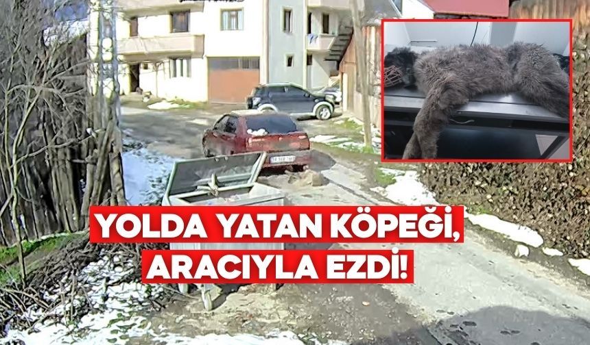 Bolu’da Bir Köpek İki Kez Şiddetin Hedefi Oldu