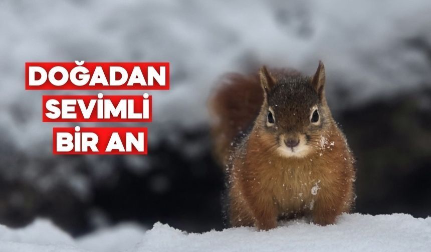 Yedigöller’de Kışın En Sevimli Misafiri Objektiflere Yansıdı