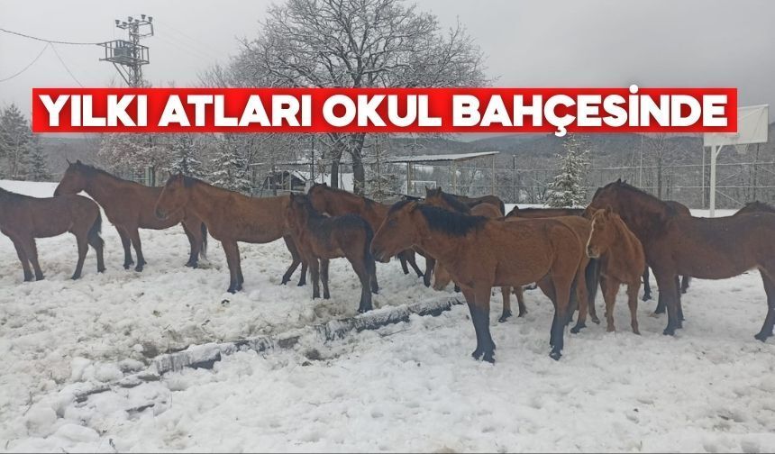 Yılkı Atları Bolu’da Okul Bahçesine İndi