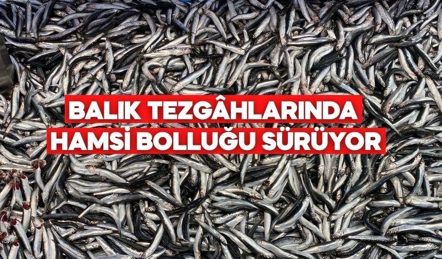 İğneada’dan Gelen Hamsi Bolu Pazarını Hareketlendirdi