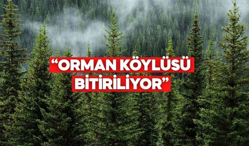 CHP Bolu İl Başkanı’ndan Orman Genel Müdürlüğü’ne Tepki