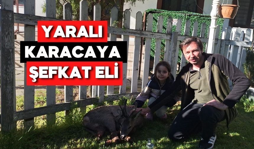 Bolu Göynük’te Yaralanan Karaca Tedavi Altına Alındı