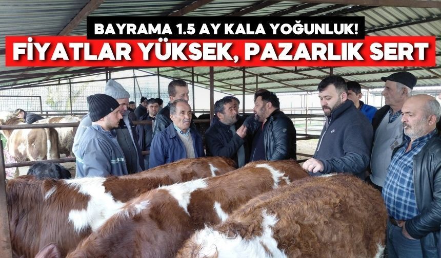 Bolu’da Kurban Pazarı Hareketlendi! Pazarlıklar Başladı