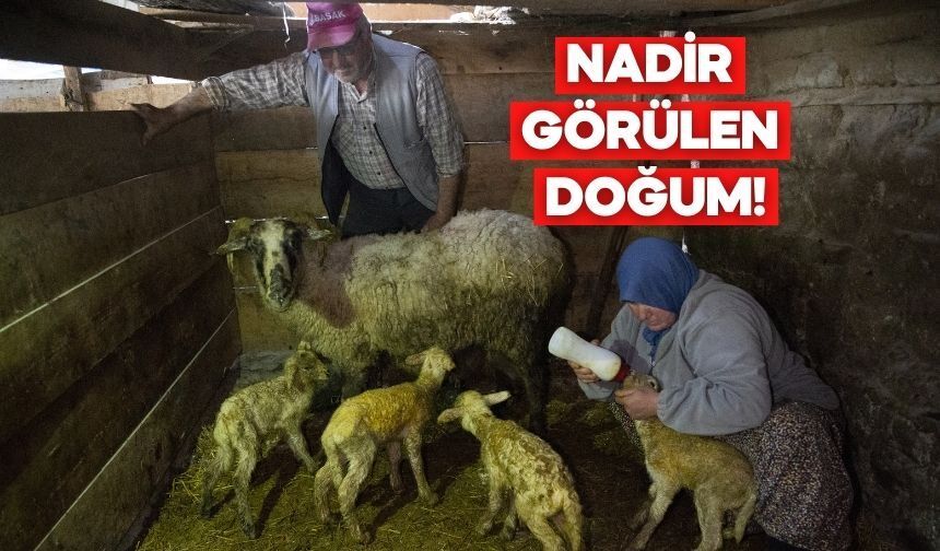 Seben’de Bereketli Doğum! Dördüz Kuzular İlgi Odağı Oldu