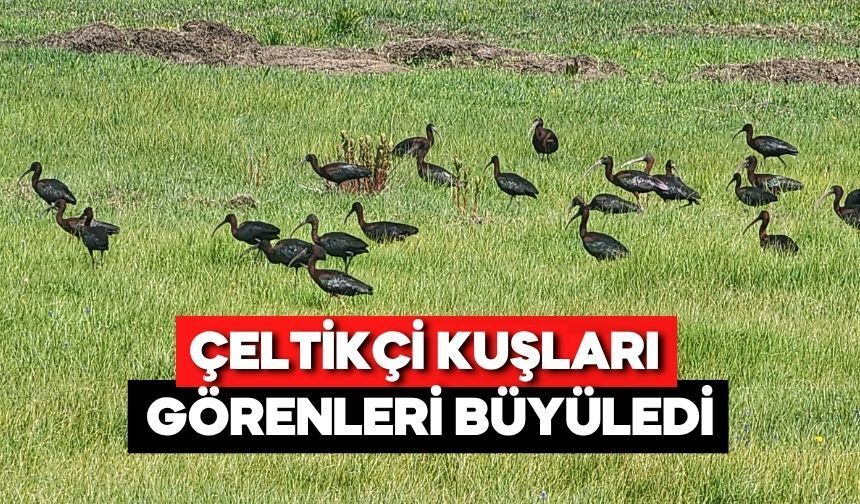 Göç Yolundaki Kuşlar Bolu’da Mola Verdi