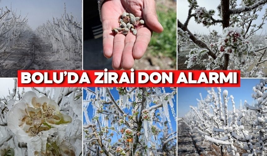 Bolu’da Gece Sıcaklıkları Düşüyor! Don Riski Başlıyor
