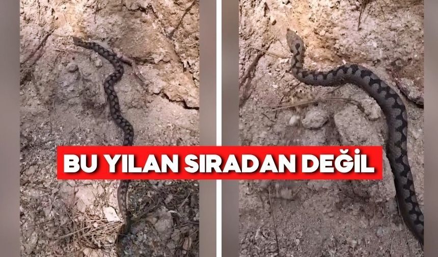 Türkiye’nin en zehirli türlerinden biri Bolu’da!