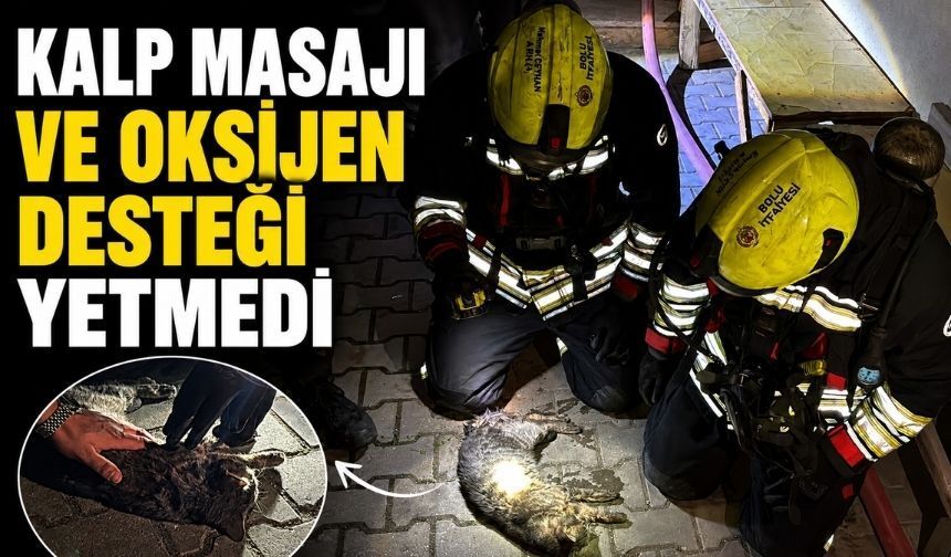 Bolu'da Yangında Dumandan Etkilenen Kedi İçin Dakikalarca Seferber Oldular