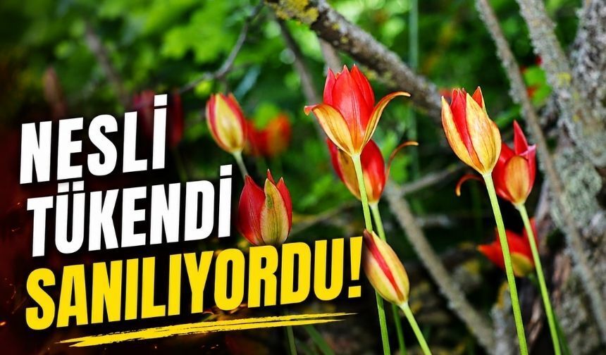 130 Yıldır Aranıyordu! Yitik Amasya Lalesini BAİBÜ'lü Akademisyen Tespit Etti