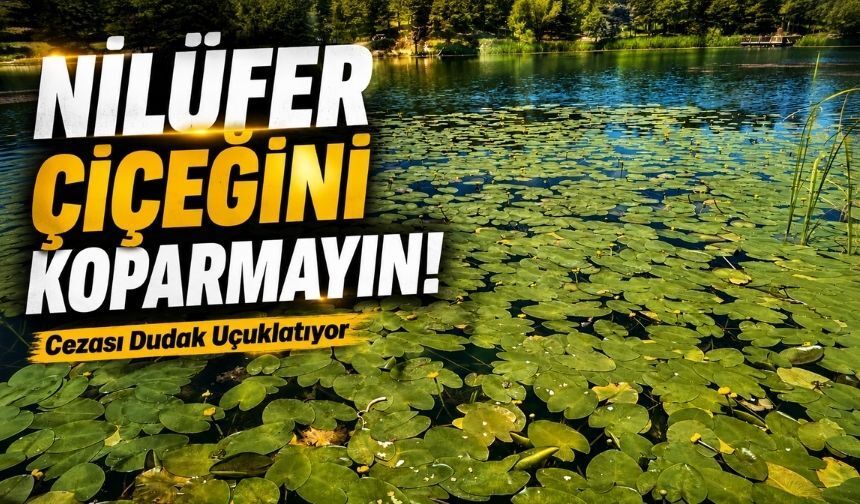 Abant ve Gölcük'te Nilüfer Sezonu Başladı, Cezalar da Hatırlatıldı