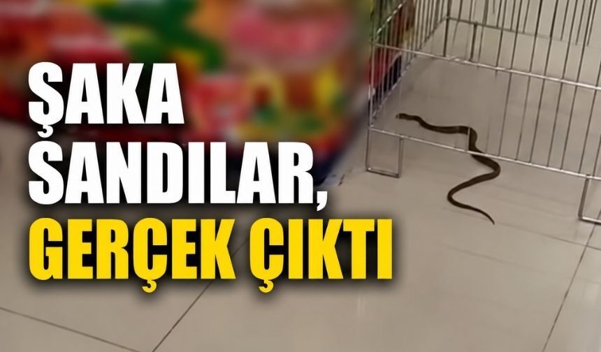 Bolu'da Markete Giren Yılan Korku Dolu Anlar Yaşattı