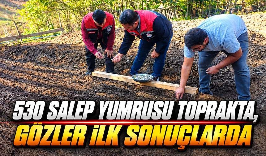 Yeniçağa’da Salep Tutarsa Yeni Gelir Kapısı Olabilir